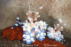 Save the best for last by Jason Lai 